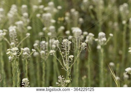 Field Pepperwort Flowers, Lepidium Campestre