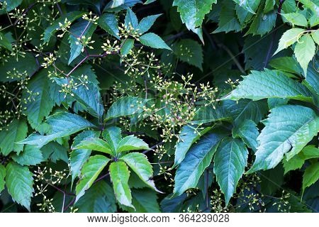 Floral Background. Parthenocissus Quinquefolia, Known As Virginia Creeper, Victoria Creeper, Five-le