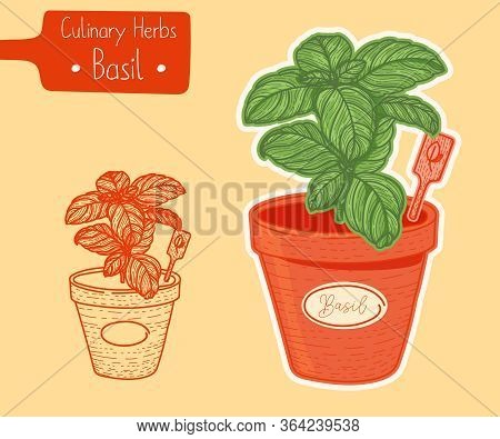 Food And Culinary Herb Basil Growing In A Pot, Hand-draw Sketch Illustration
