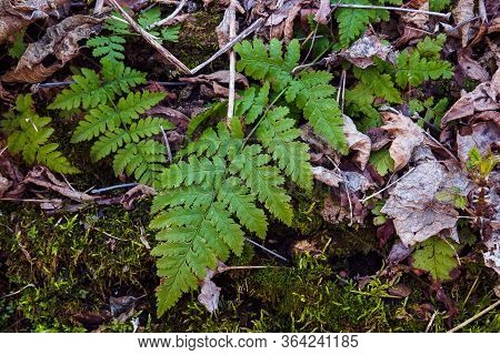 Top View Green Leaves Of Fern Dryopteris Carthusiana Outdoors