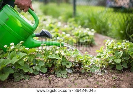 Senior man gardening in his garden (color toned image), watering plants