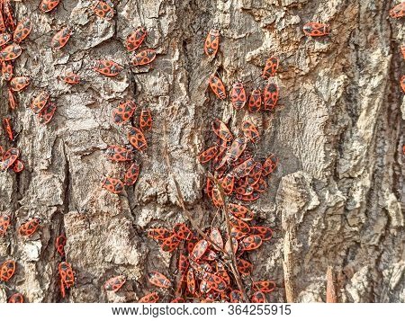 Lots Of Bugs In The Tree In Search Of Food.
