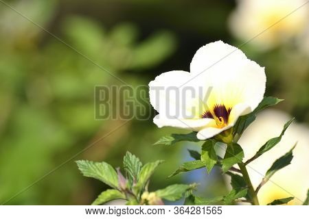 White Turnera Subulata Flower In The Garden