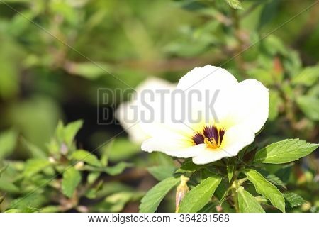 White Turnera Subulata Flower In The Garden