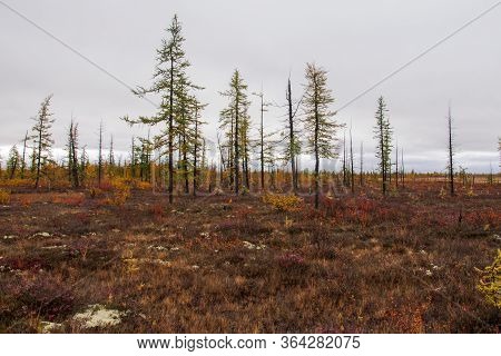 Blue River Slow Flowing Across The Fall Forest With Few  Trees Such As Pine And Larch. Autumn On The