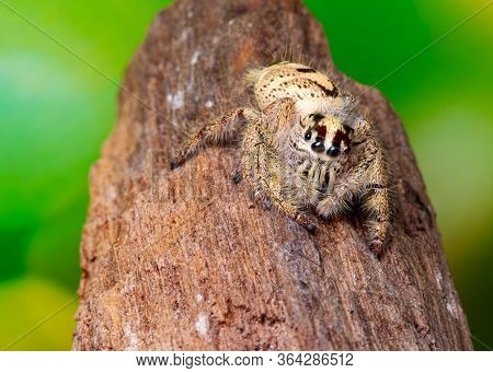 Jumping Spider On Timber In Nature.