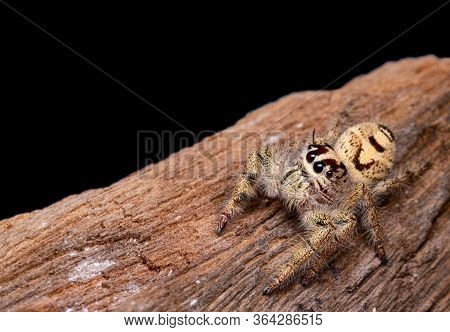 Jumping Spider On Timber In Nature.