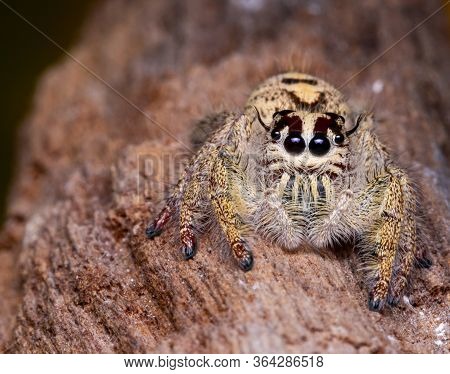 Jumping Spider On Timber In Nature.