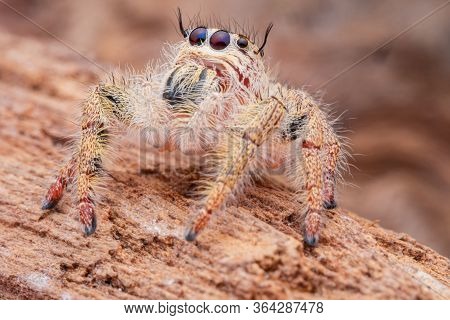 Jumping Spider On Timber In Nature.