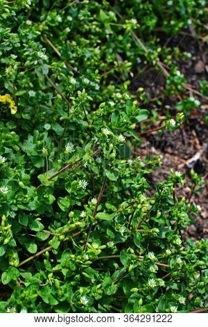 Closeup Of A Group Of Common Chickweed With Small White Blossoms