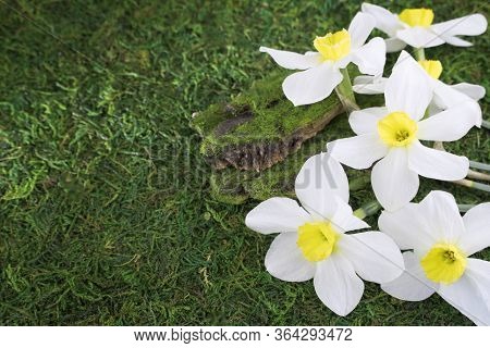 Fresh White Daffodils On A Background Of Green Grass, Moss. Bouquet Of Daffodils. Spring Flowers. Ba