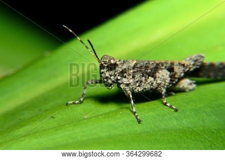 Black Grasshopper Perch In  Green Leaf. Belalang Kayu (melanoplus Cinereus)