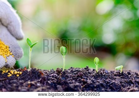 Home Gardening When Lock Down And Self-quarantine. Planting Seeds In Soil At Botanic Garden During T