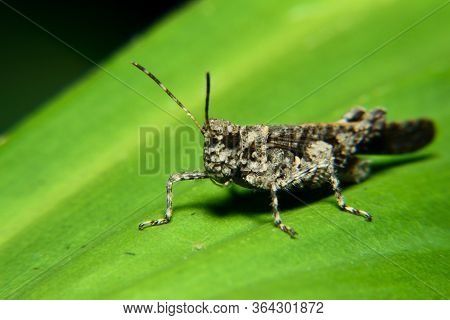 Black Grasshopper Perch In  Green Leaf. Belalang Kayu (melanoplus Cinereus)