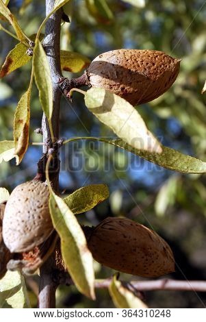 Ripe Almonds On A Tree, Macharaviaya, Costa Del Sol, Malaga Province, Andalucia, Spain.
