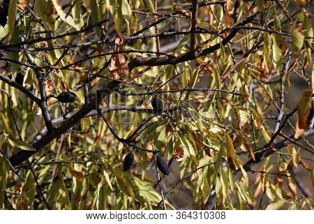 Scorched Almonds On A Tree After A Forest Fire, Macharaviaya, Costa Del Sol, Malaga Province, Andalu
