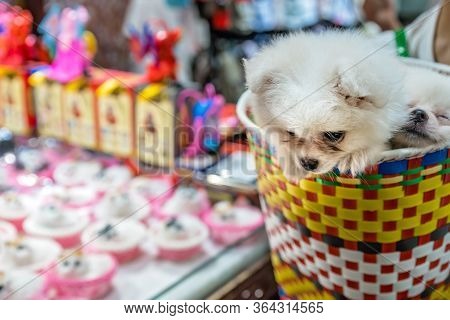 Two White Puppies Snugly Sitting In A Colorful Basket On A Shopping Trip In Ci Qi Kou Old Town In Ch