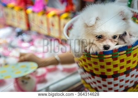 Two White Puppies Snugly Sitting In A Colorful Basket On A Shopping Trip In Ci Qi Kou Old Town In Ch