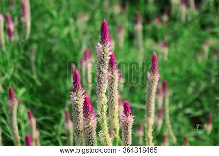 Boroco Flowers Bloom (celosia Argentea) - Baroco Flowers In The Garden