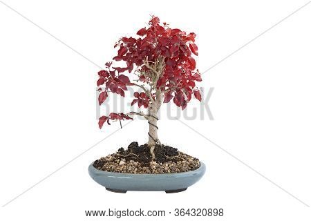Chinese Privet Bonsai In Autumn Colors, Isolation Over White Background For Your Design ( Ligustrum 