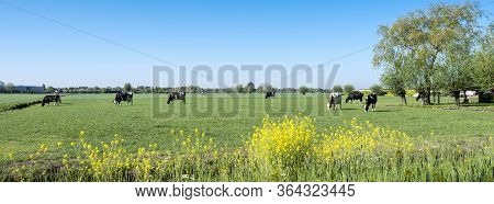 Yellow Rapeseed Flowers Under Tree And Spotted Cows In Green Spring Meadow In The Centre Of Holland 