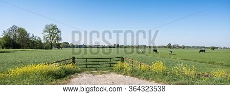 Yellow Rapeseed Flowers Under Tree And Spotted Cows In Green Spring Meadow In The Centre Of Holland 