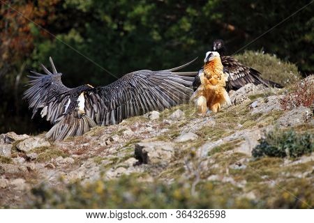 The Bearded Vulture (gypaetus Barbatus), Also Known As The Lammergeier Or Ossifrage On The Feeder. T