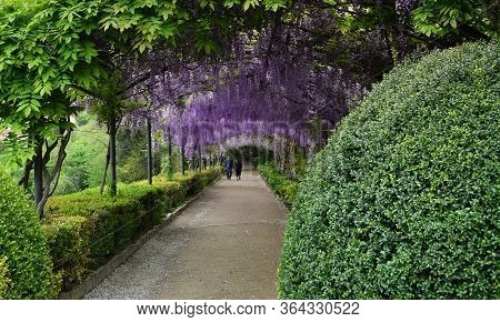 Florence, April 2019: Beautiful Purple Wisteria In Bloom. Blooming Wisteria Tunnel At Bardini Garden