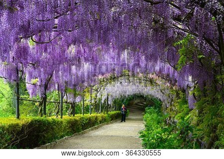 Florence, April 2019: Beautiful Purple Wisteria In Bloom. Blooming Wisteria Tunnel At Bardini Garden