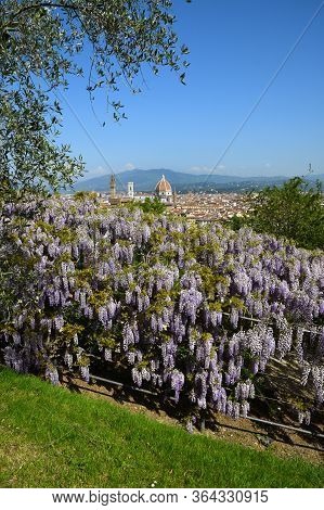 Blooming Wisteria in a garden in Florence with Cathedral of Santa Maria del Fiore on Background, Flo