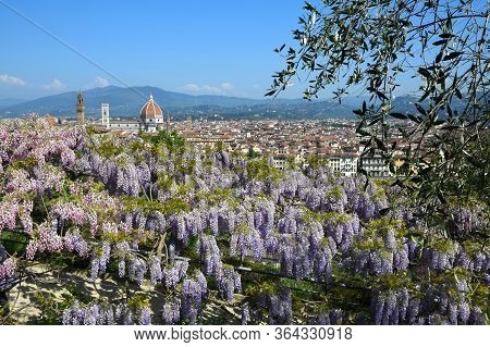 Blooming Wisteria In A Garden In Florence With Cathedral Of Santa Maria Del Fiore On Background, Flo