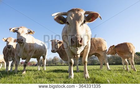 Blonde D'aquitaine Cows In Fresh Green Spring Meadow Under Bright Blue Sky