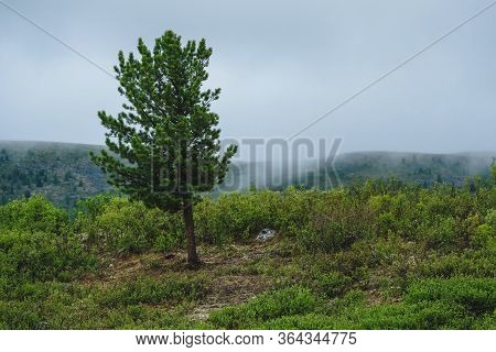 A Lone Coniferous Tree In A Misty Landscape In Ulagansky District Of The Altai Republic, Russia
