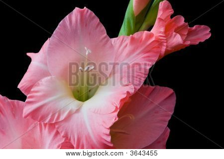 Gladiolus fiore
