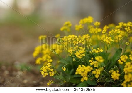 Yellow Alissum Bush Flowers Grow In The Garden