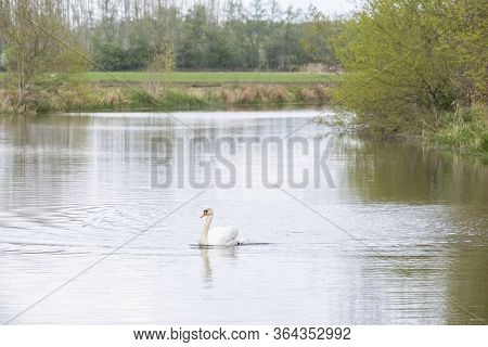 One White Mute Swan, Cygnus Olor, Gliding Across A Lake At Dawn. Amazing Morning Scene, Fairy Tale, 