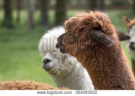 Brown Alpaca In Front Of A White Alpaca. Selective Focus On The Head Area Of The Brown Alpaca, Photo