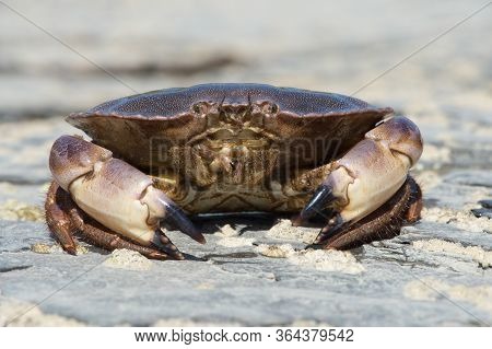Brown Crab (cancer Pagurus) On A Barnacle Covered Rock
