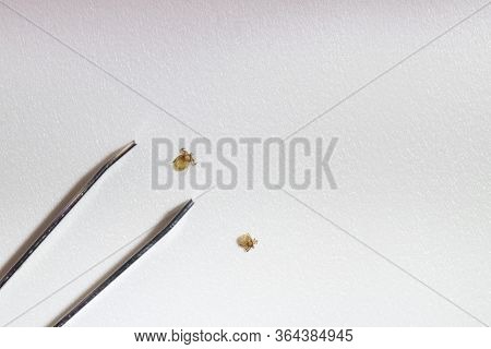 Closeup Of Two Tiny Tick Nymphs And Tweezers Isolated On White. Parasites, Encephalitis, Lyme Diseas