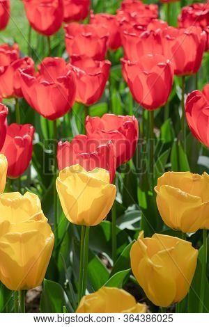 Red. Yellow. Tulip. Flowers. Nature. Garden. Flora