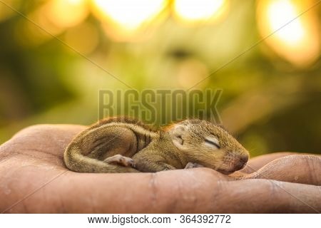 Baby Squirrel Sleeping On Human Hand, Common Indian Baby Squirrel Sleeping On The Book. Blur Backgro