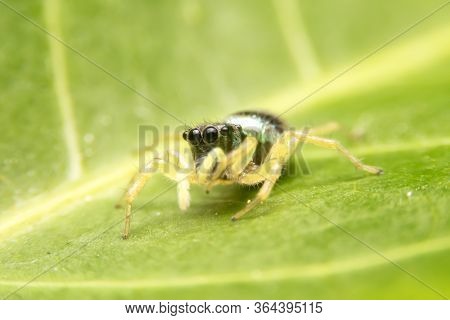 Close Up Of The Jumping Spider (cosmophasis Sp.) On Green Leaf With Blurred Of Green Background. Cos