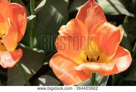 Nature. Orange. Tulip. Flowers. Garden. Flora