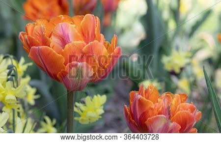 Orange. Tulip. Flowers. Nature. Garden. Flora