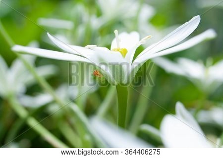 Little Spider Weaves A Web On A Beautiful White Flower In The Garden
