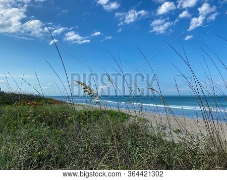 Sea Oats  Overlooking The Beach And Ocean On A Beautiful Sunny Day Along The Shoreline On North Hutc