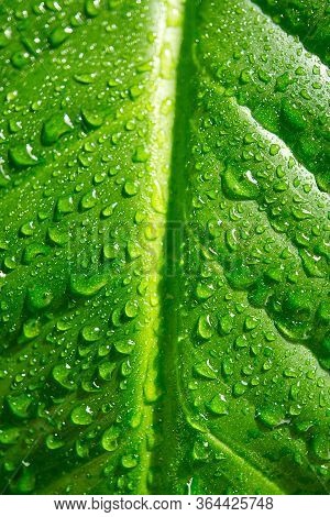 Houseplant - Spathiphyllum Floribundum - Peace Lily. Water Droplets On The Green Leaves. Water Drops