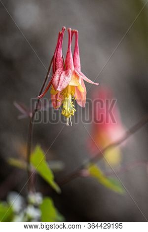 Wildflowers In The Blue Ridge Growing In Woodland
