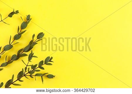 Sprigs Of Small Eucalyptus Parvifolia On Bright Yellow Background. Copy Space, Top View, Flat Lay. E