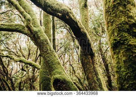 Garajonay National Park, Laurel Forest, Laurisilva, La Gomera, Canary Islands Spain